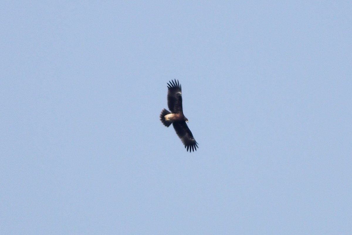 Greater Spotted Eagle - ML61265241