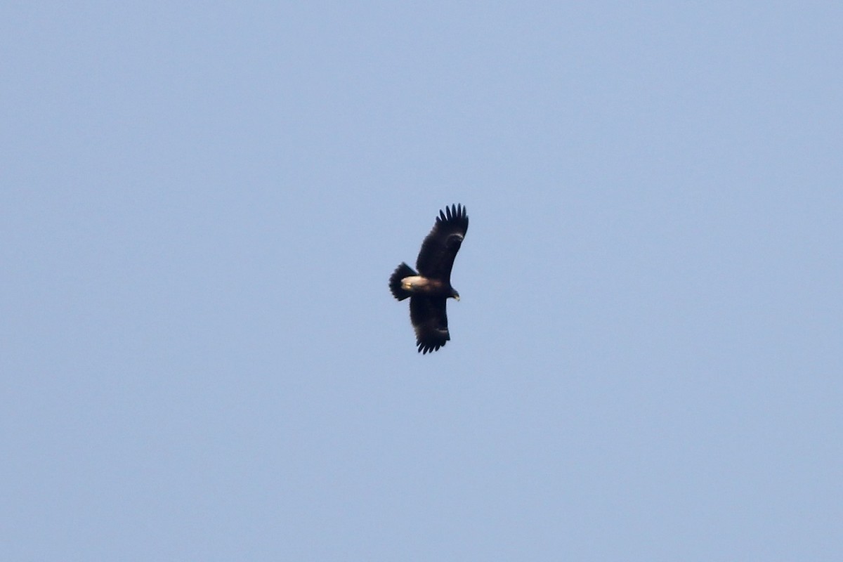 Greater Spotted Eagle - ML61265251