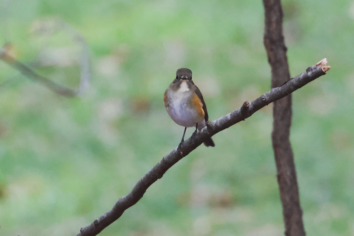 Red-flanked Bluetail - ML612652802
