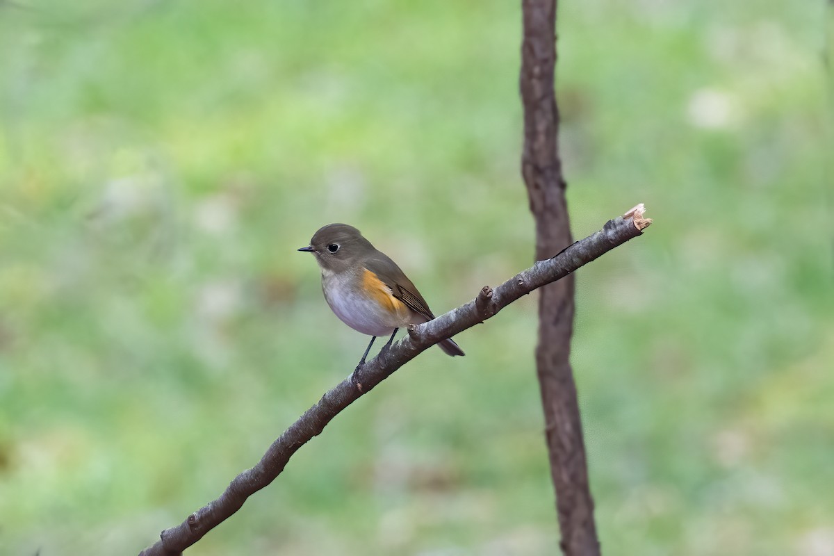 Red-flanked Bluetail - ML612652809