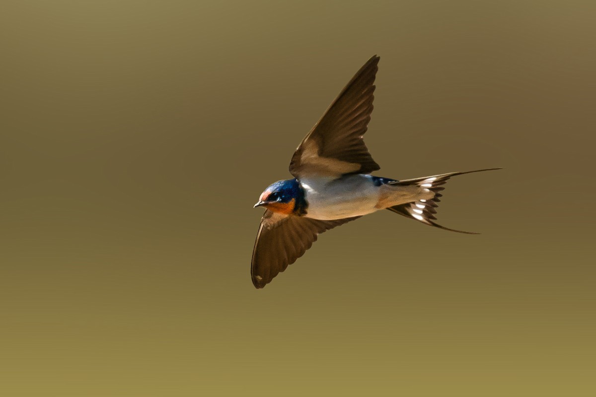 Barn Swallow - ML612652858