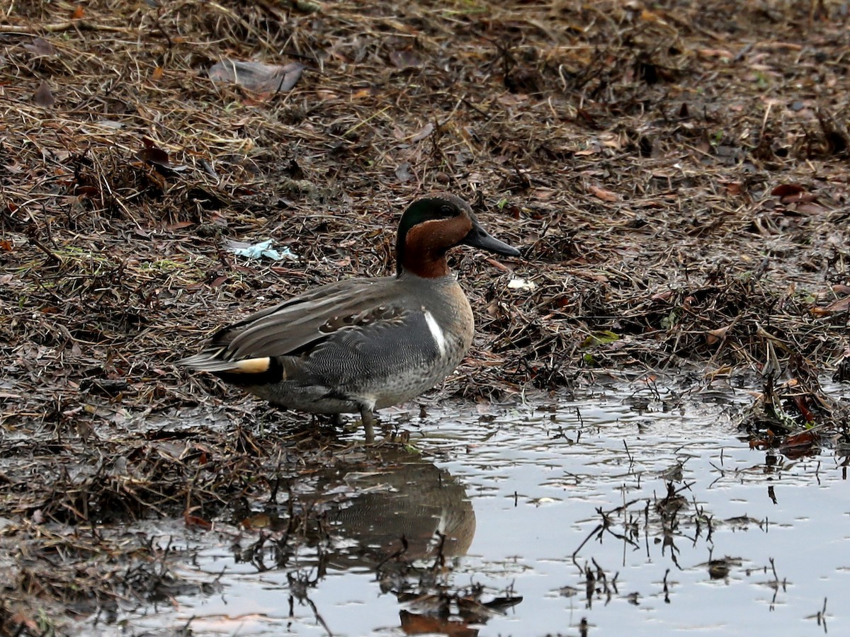 Green-winged Teal - ML612653385