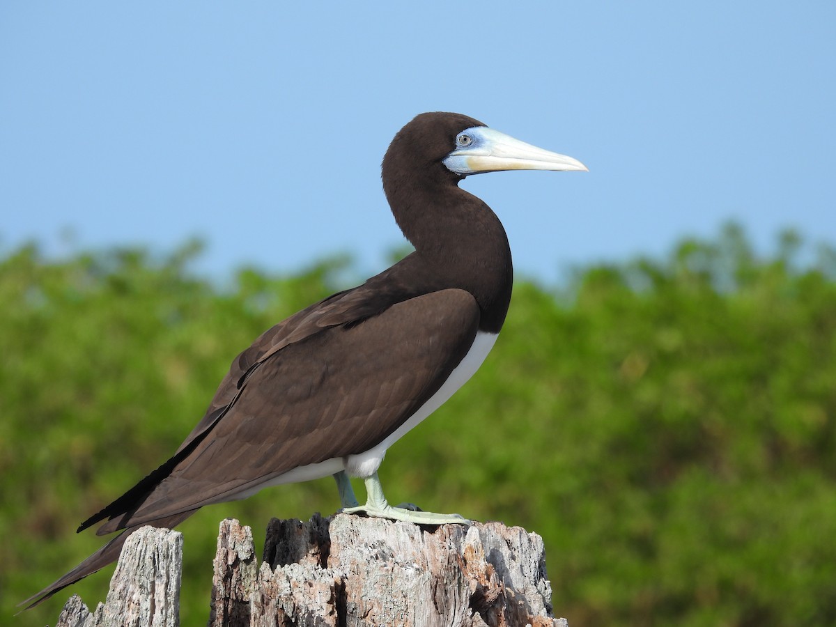 Brown Booby - ML612653557