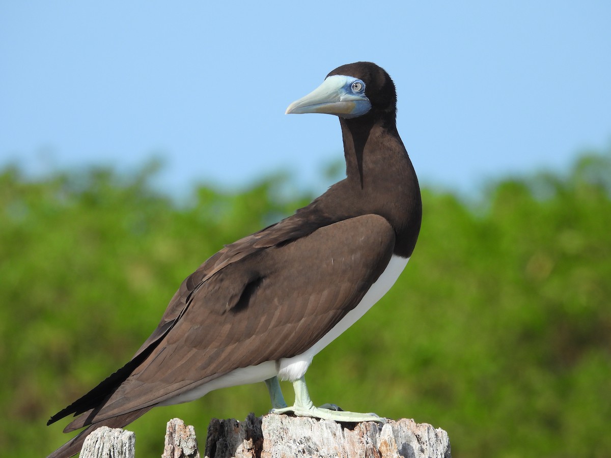 Brown Booby - ML612653559