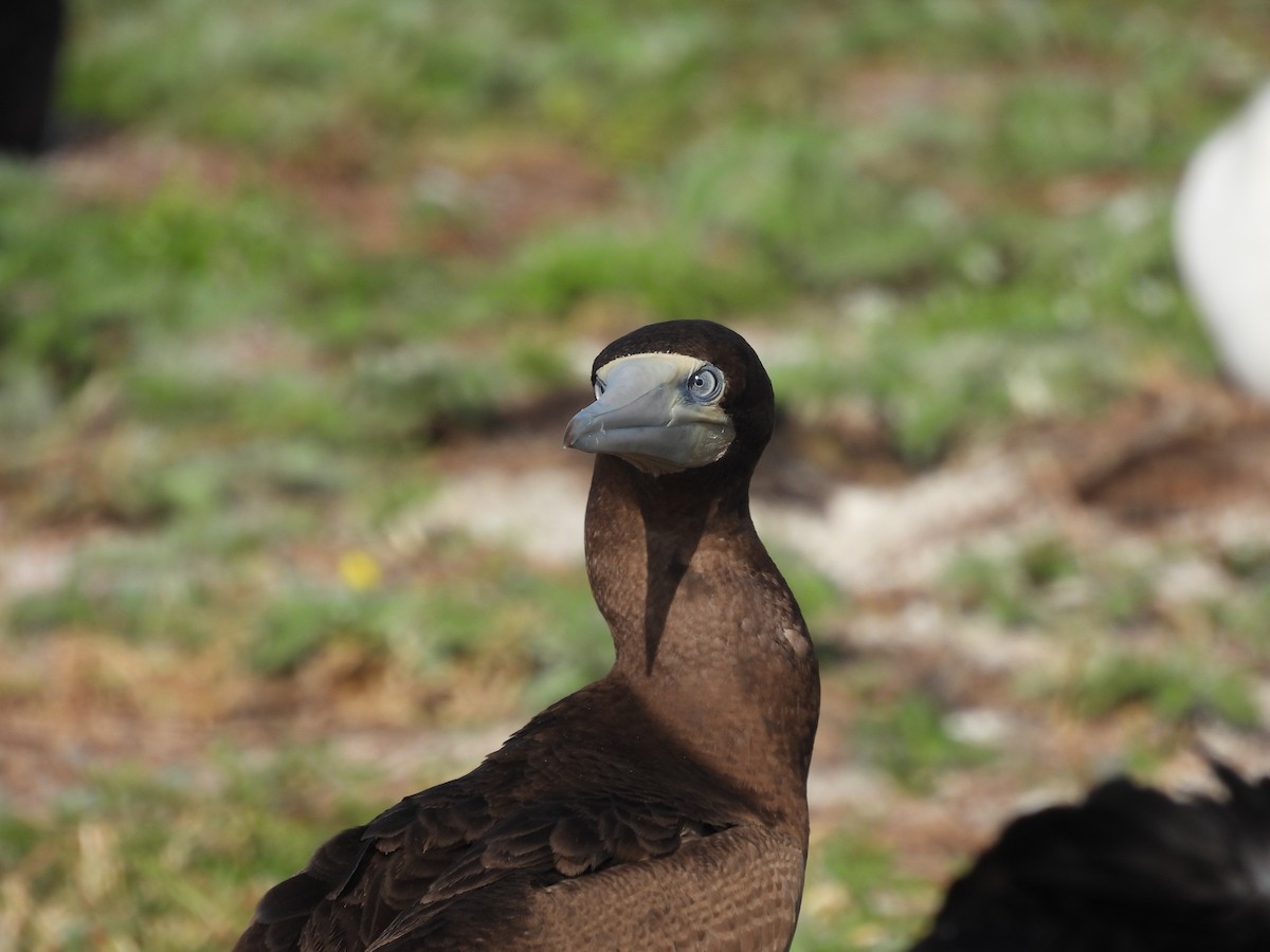 Brown Booby - ML612653561