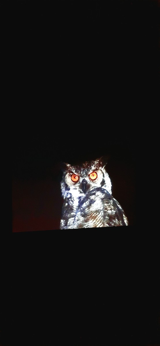 Great Horned Owl - ML612653615