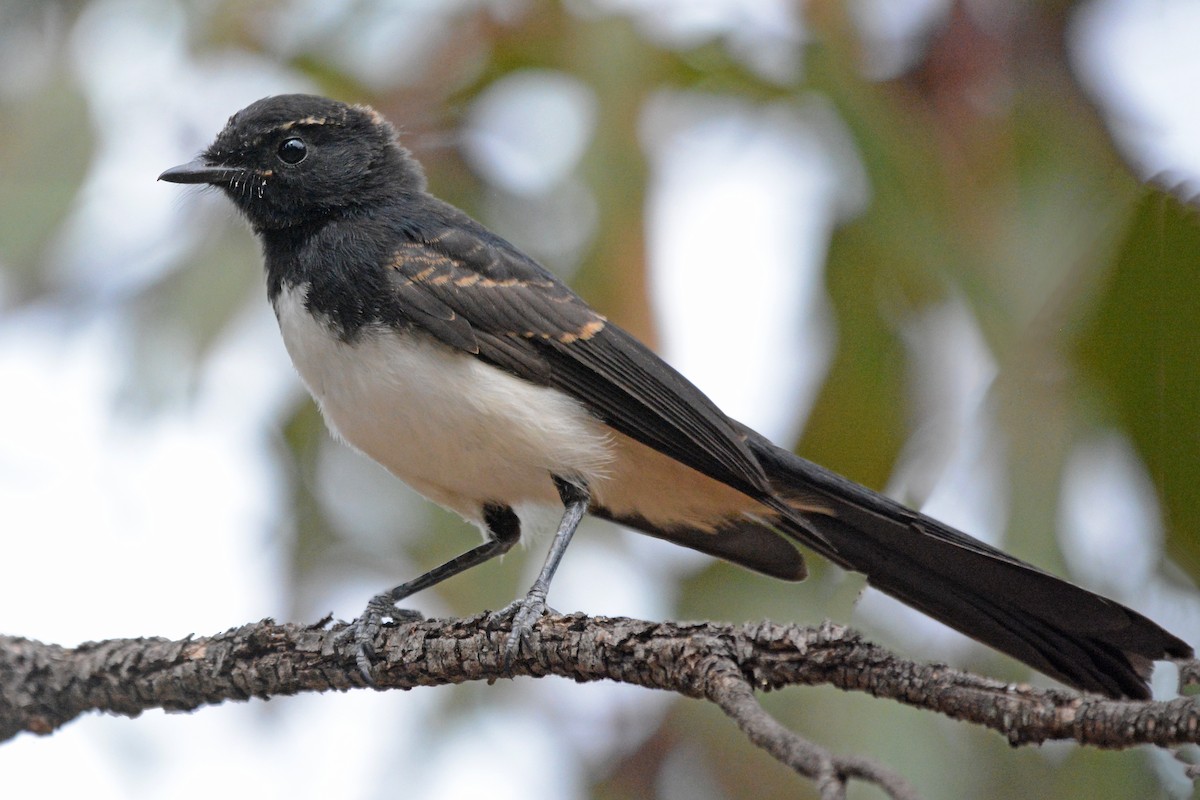 Willie-wagtail - ML612653710