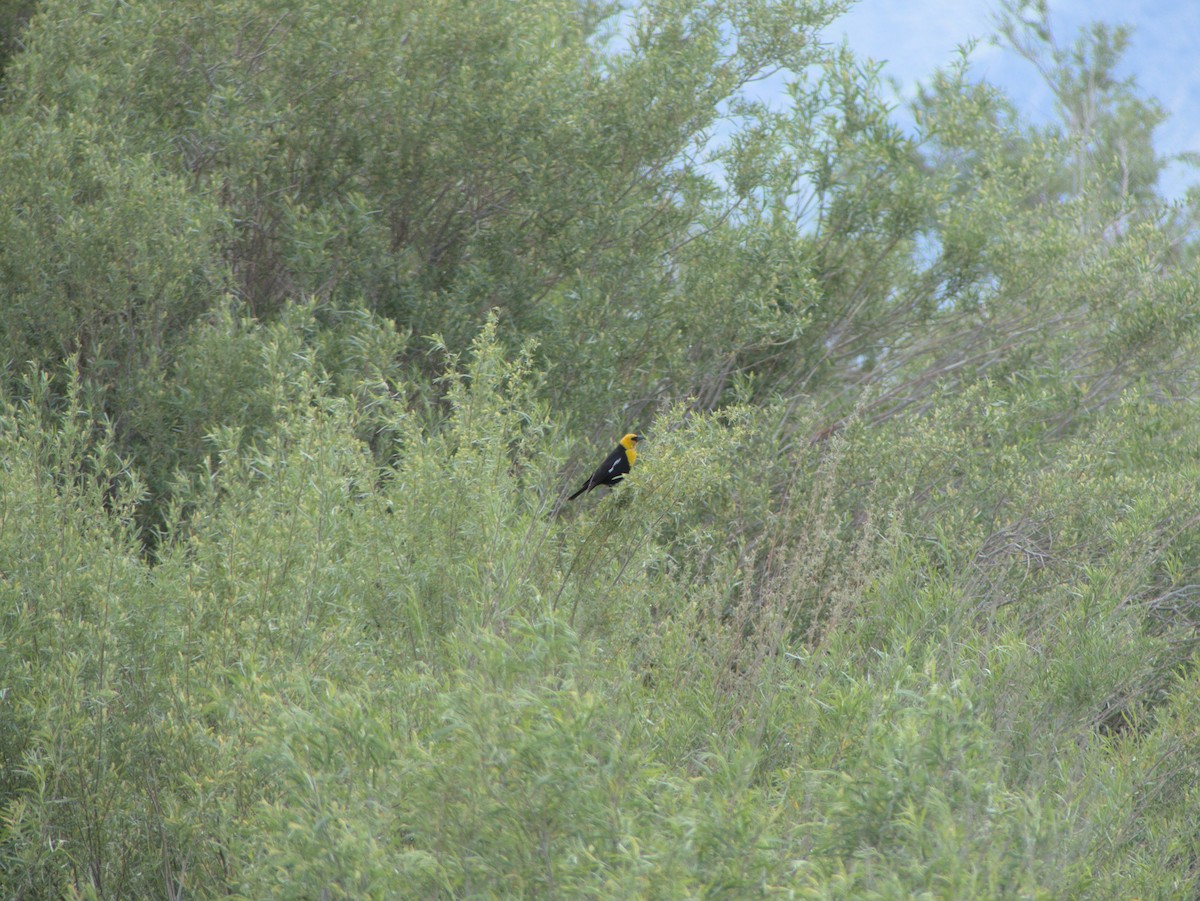 Yellow-headed Blackbird - ML612653793