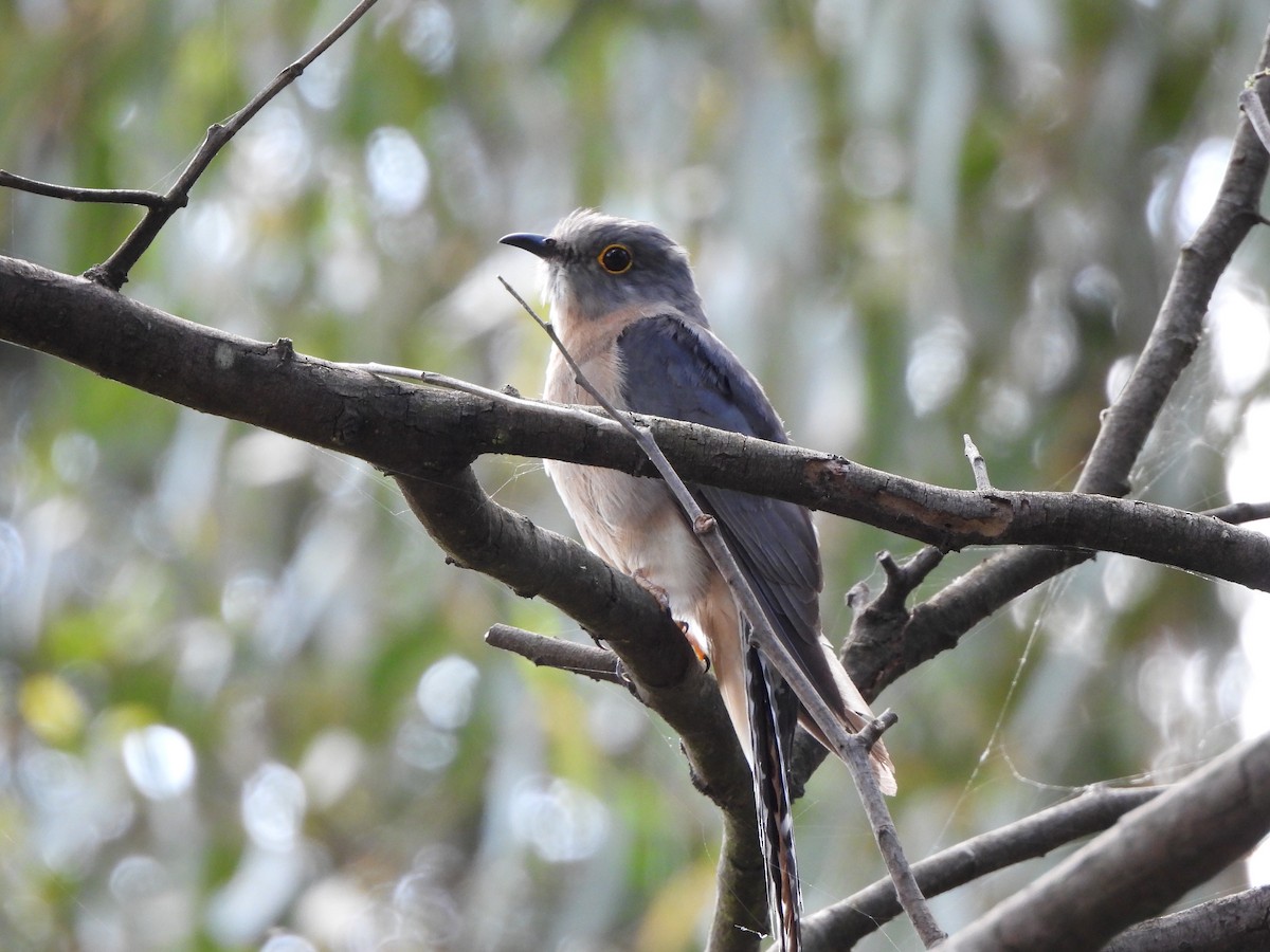 Fan-tailed Cuckoo - ML612653893