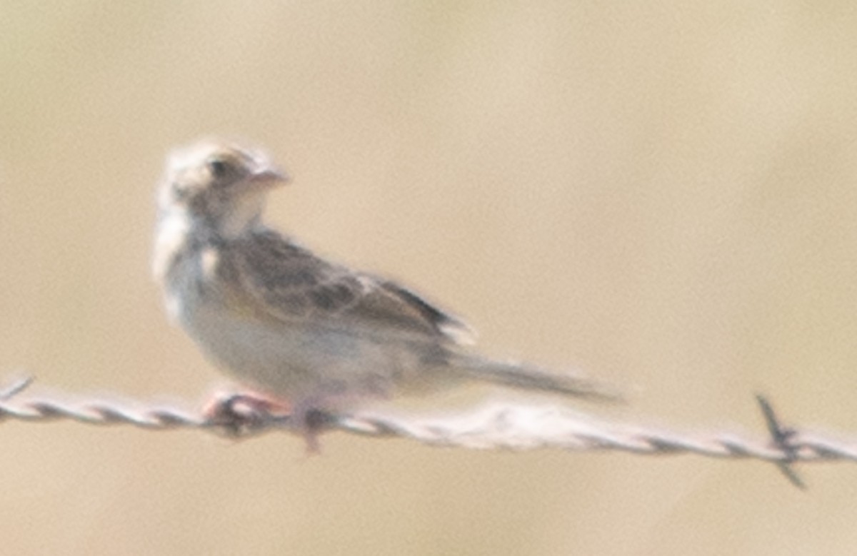 Passerellidae sp. (sparrow sp.) - ML612653954