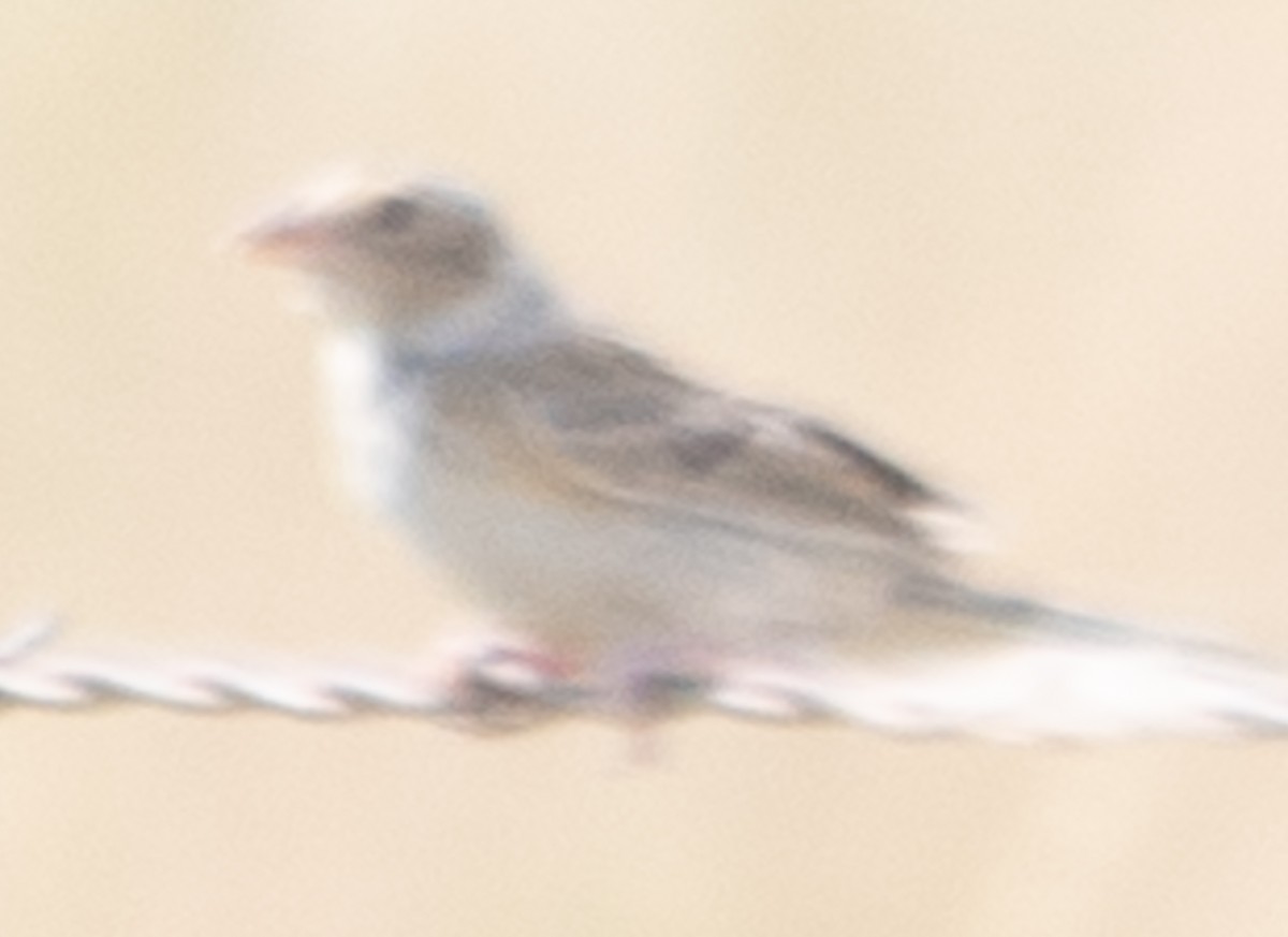 new world sparrow sp. - Kai Frueh