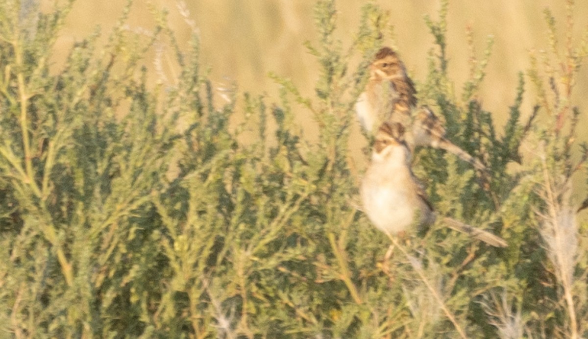 Clay-colored Sparrow - ML612653984