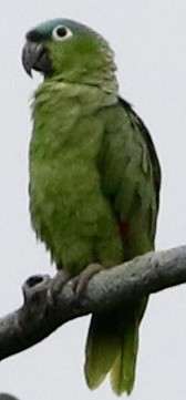 Mealy Parrot (Northern) - ML612654023