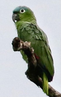 Mealy Parrot (Northern) - ML612654024