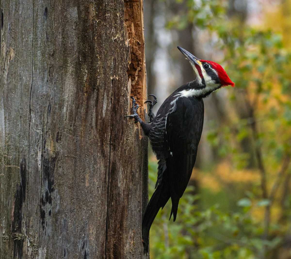 Pileated Woodpecker - ML612654202