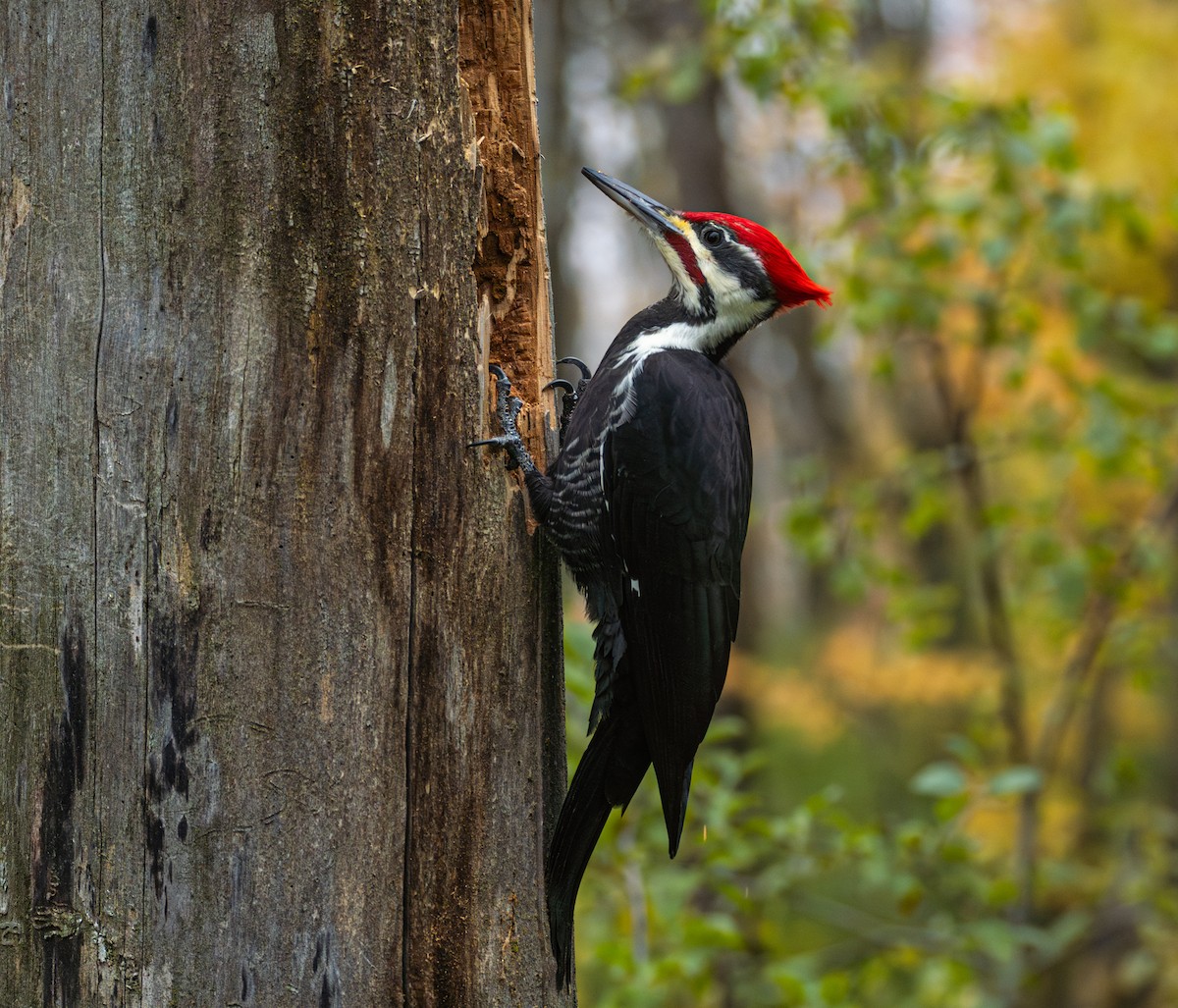 Pileated Woodpecker - ML612654203