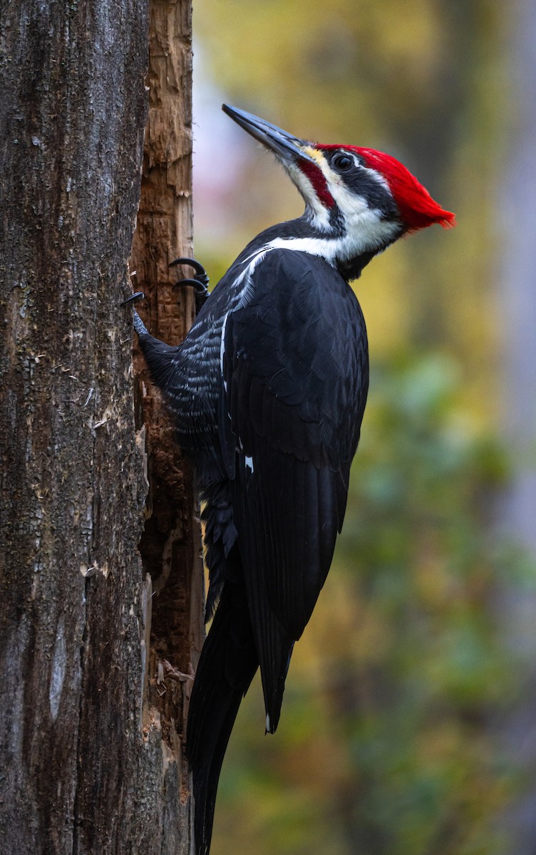Pileated Woodpecker - Kai Frueh