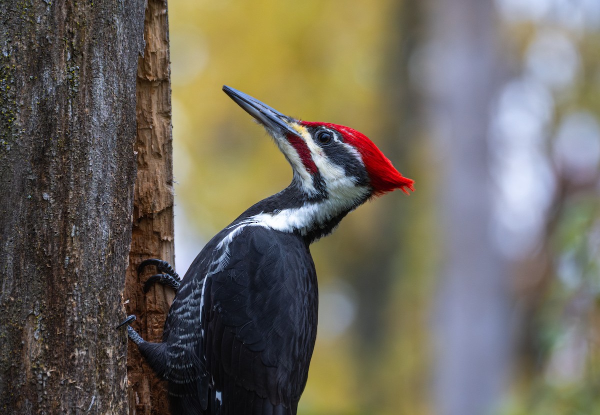 Pileated Woodpecker - ML612654232