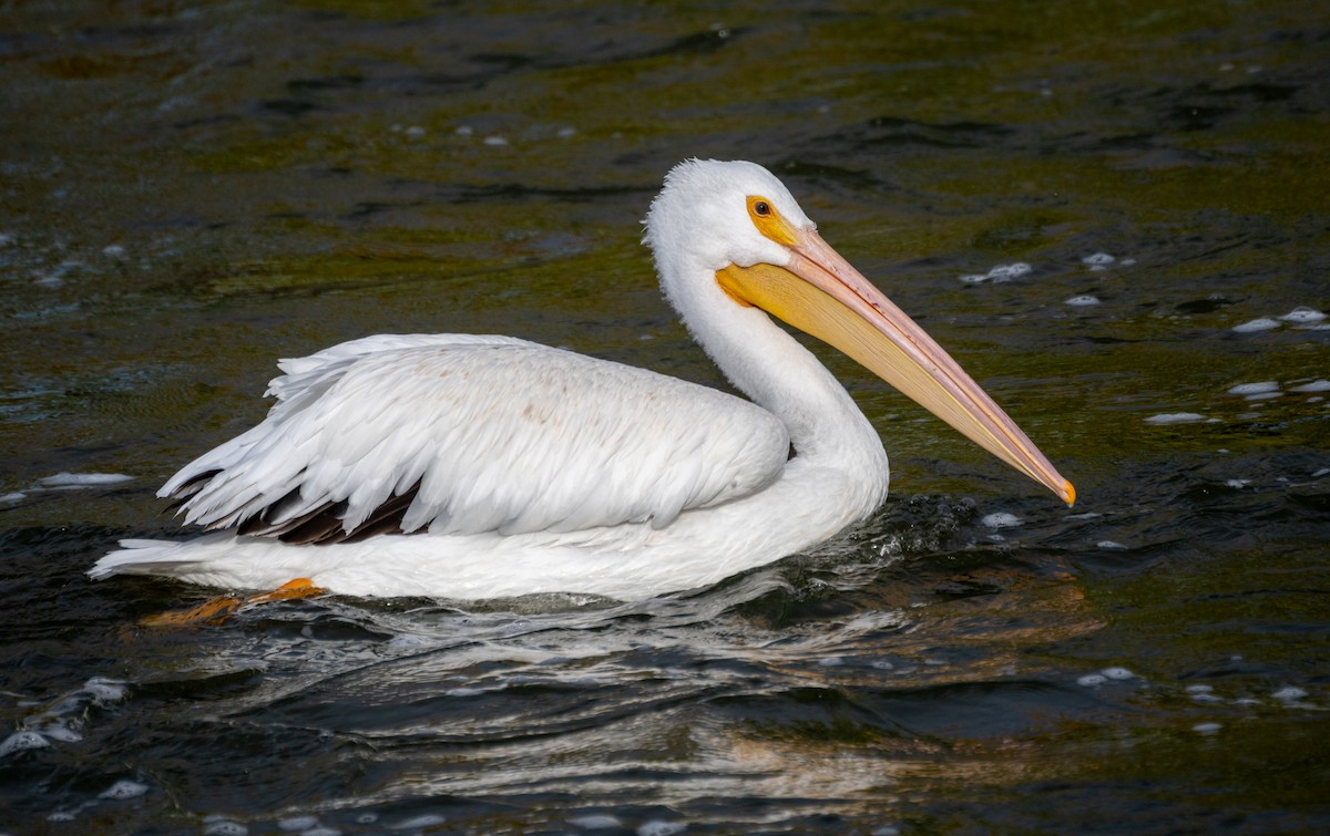 American White Pelican - Kai Frueh