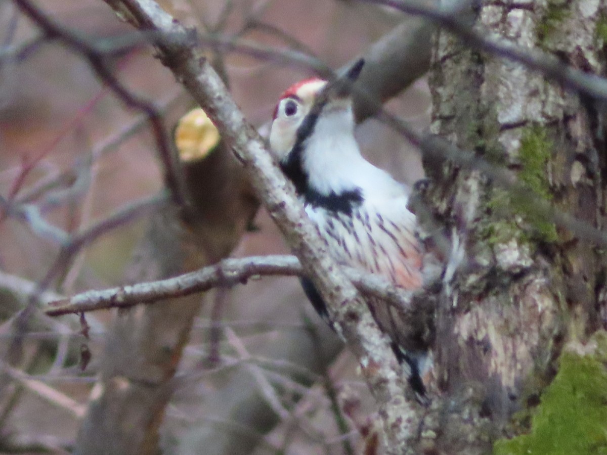 White-backed Woodpecker - ML612654383