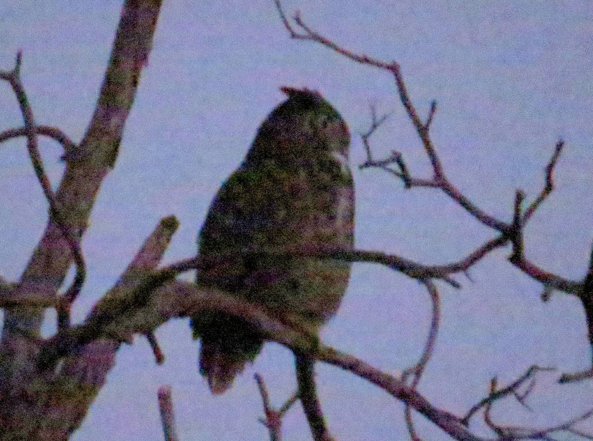 Great Horned Owl - ML612654388