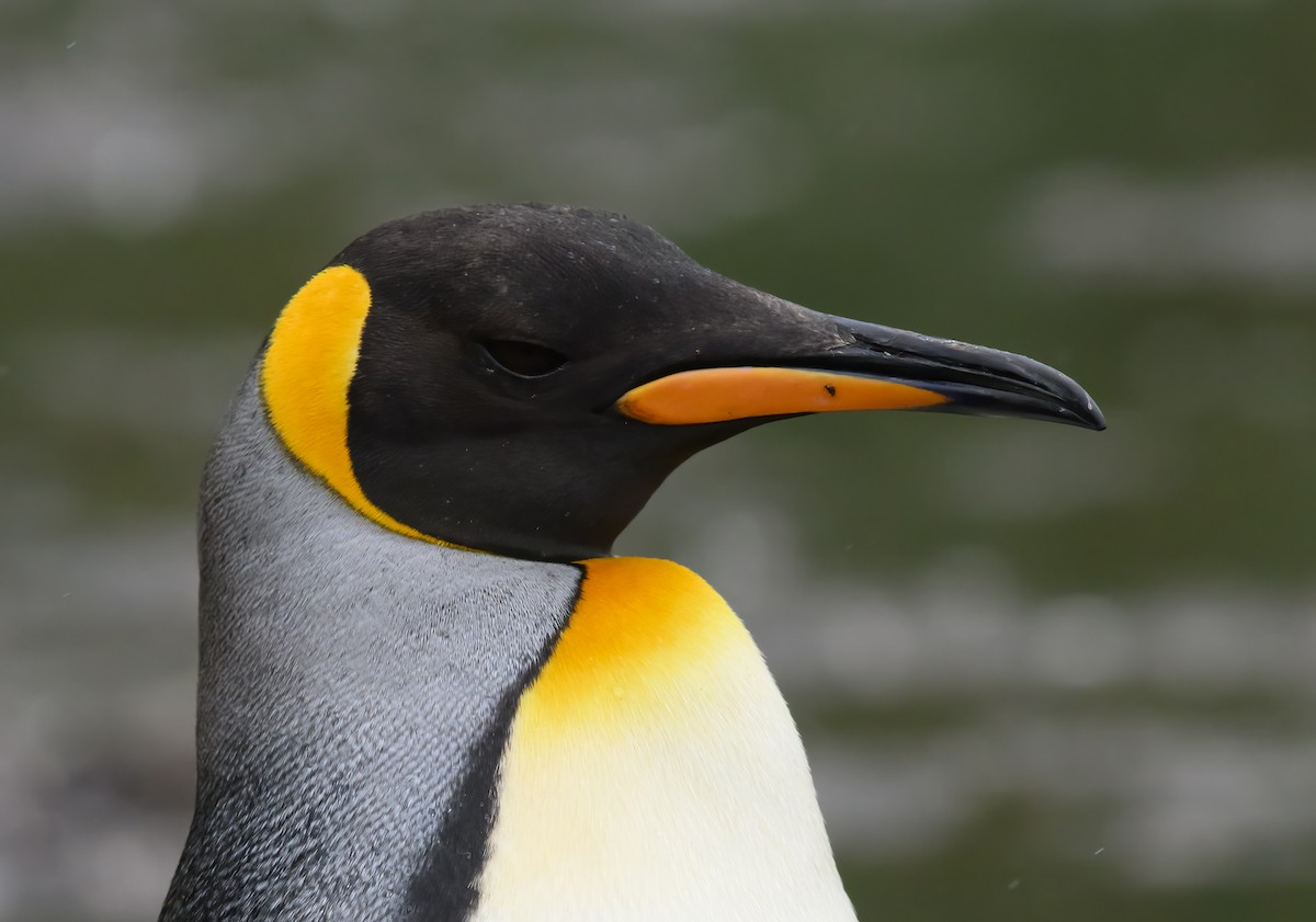 King Penguin - Mark Lethlean