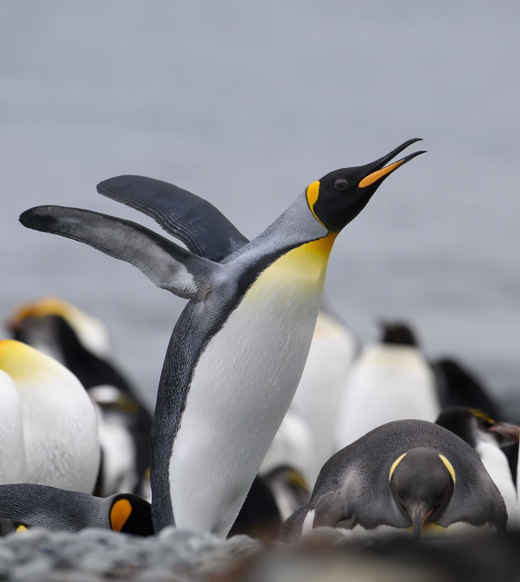 King Penguin - Mark Lethlean
