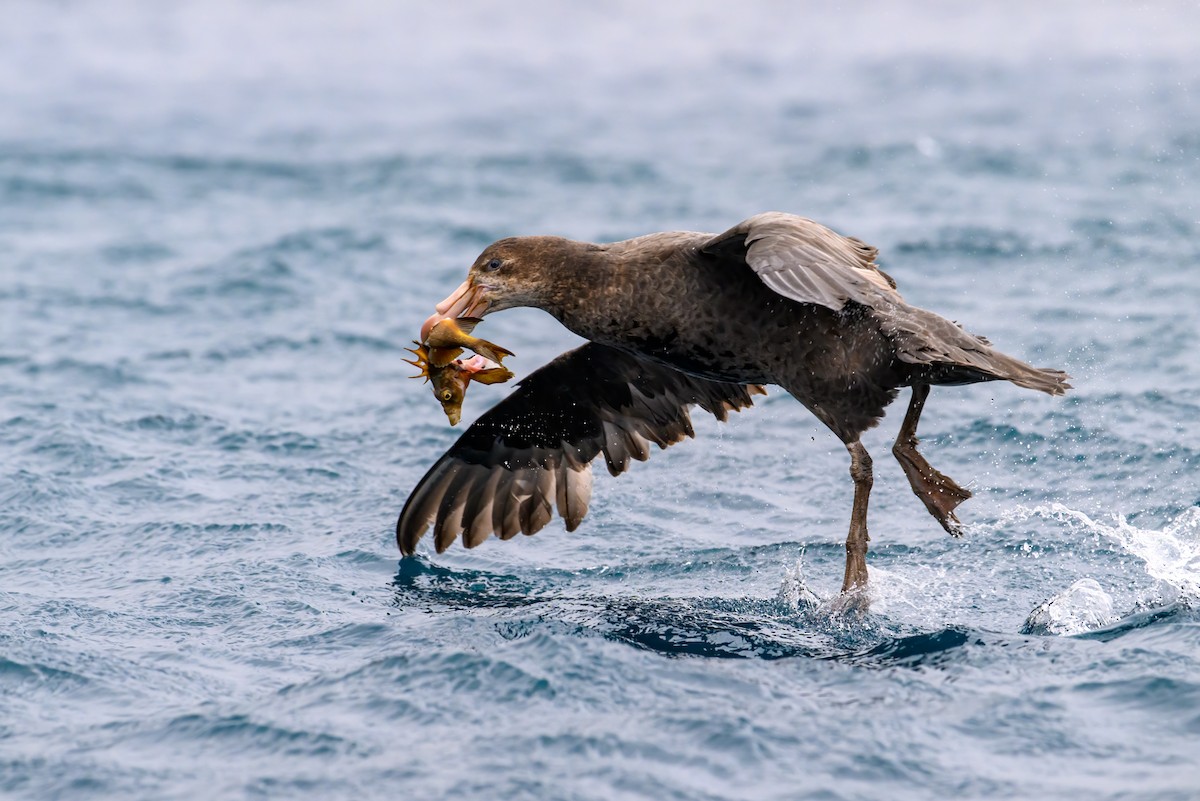 Northern Giant-Petrel - Mark Lethlean
