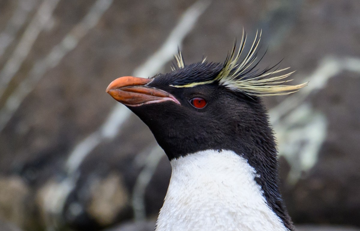 Southern Rockhopper Penguin - Mark Lethlean