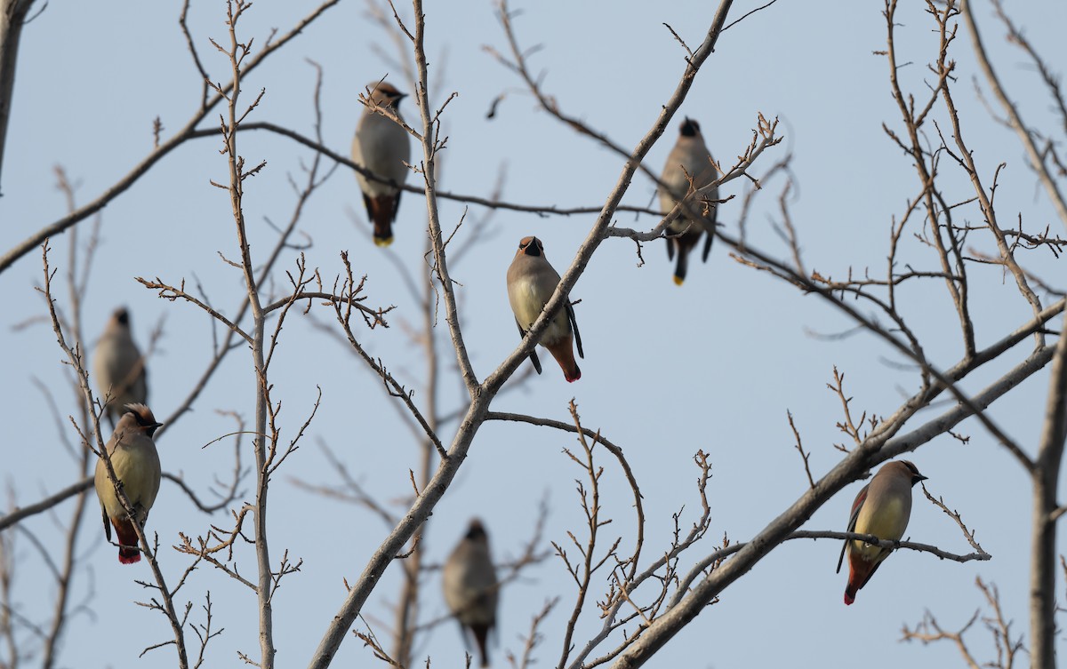 Japanese Waxwing - ML612655117