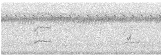 太平洋金斑鴴 - ML612655645