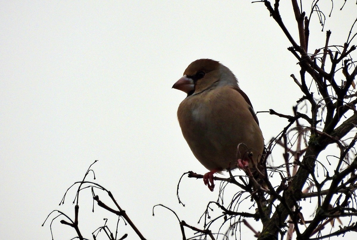 Hawfinch - Mario Alonso