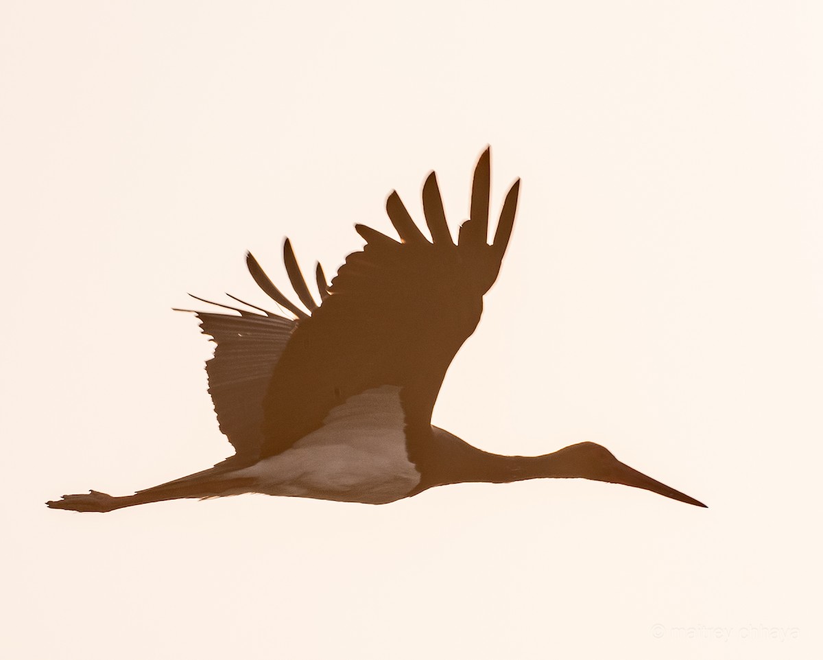 Black Stork - ML612656116