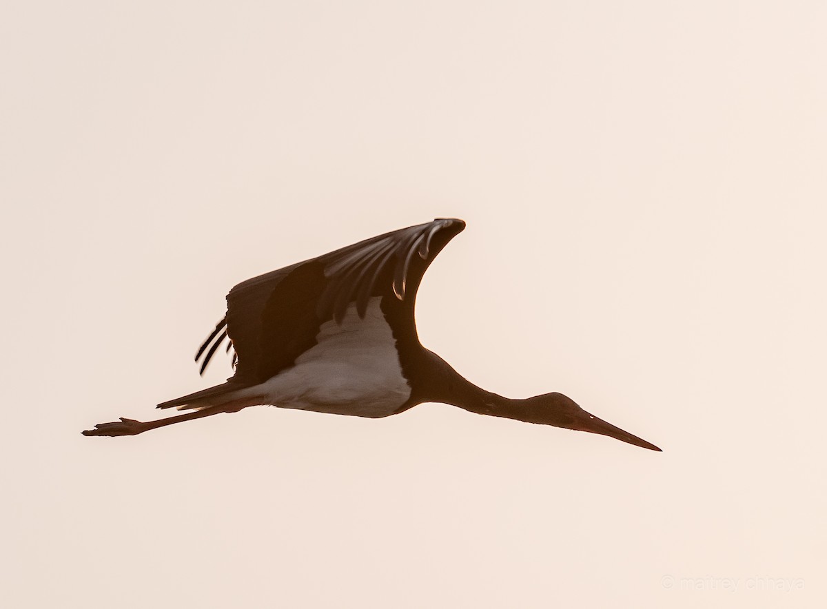 Black Stork - ML612656119