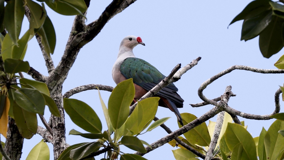Red-knobbed Imperial-Pigeon - ML612656238