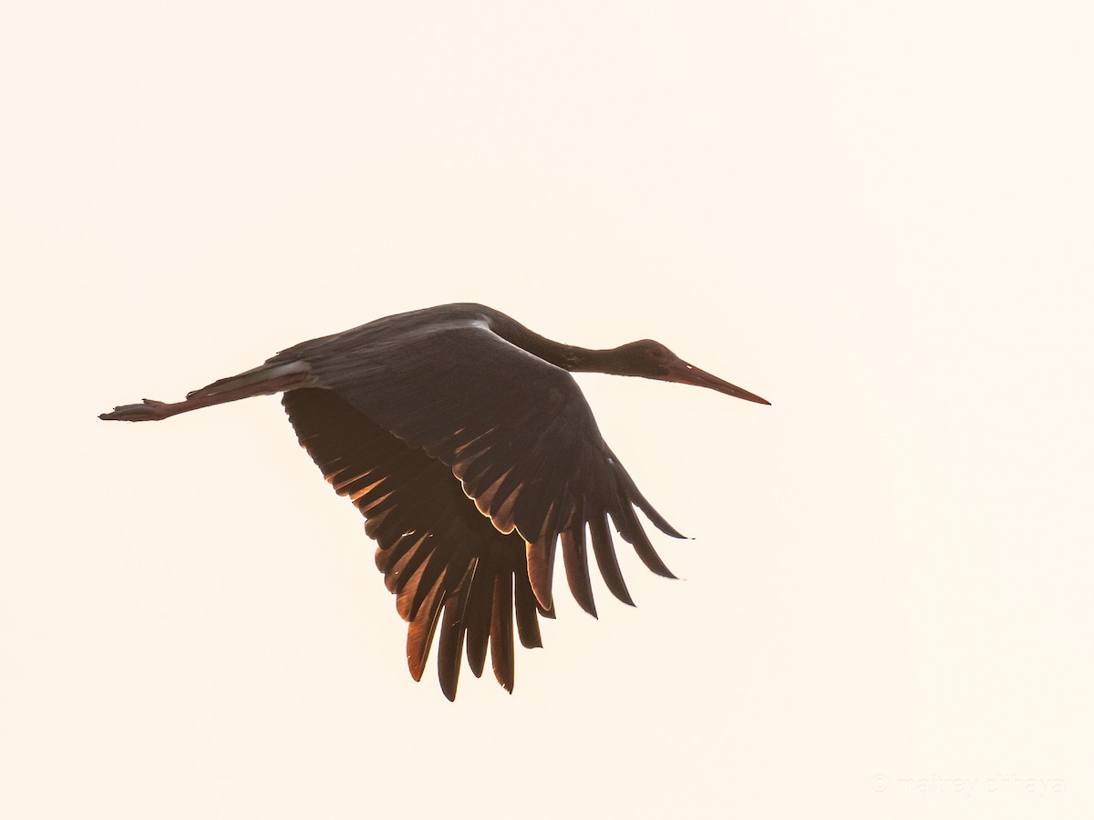 Black Stork - ML612656364