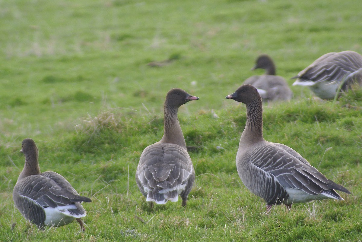 Pink-footed Goose - ML612656490