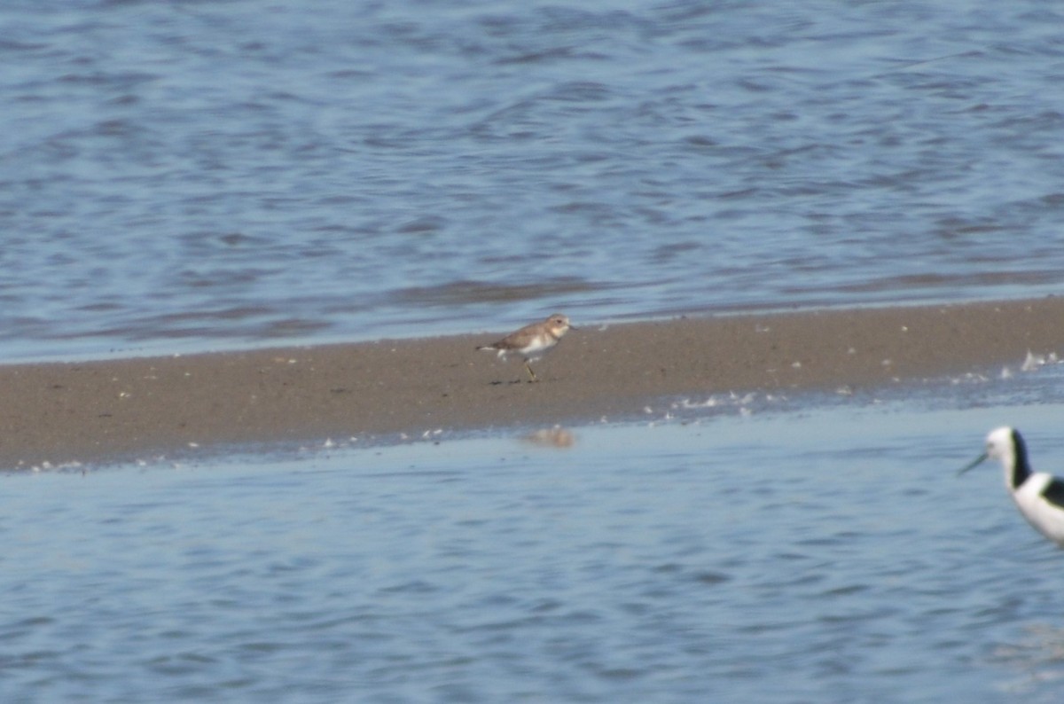 Double-banded Plover - ML612656531