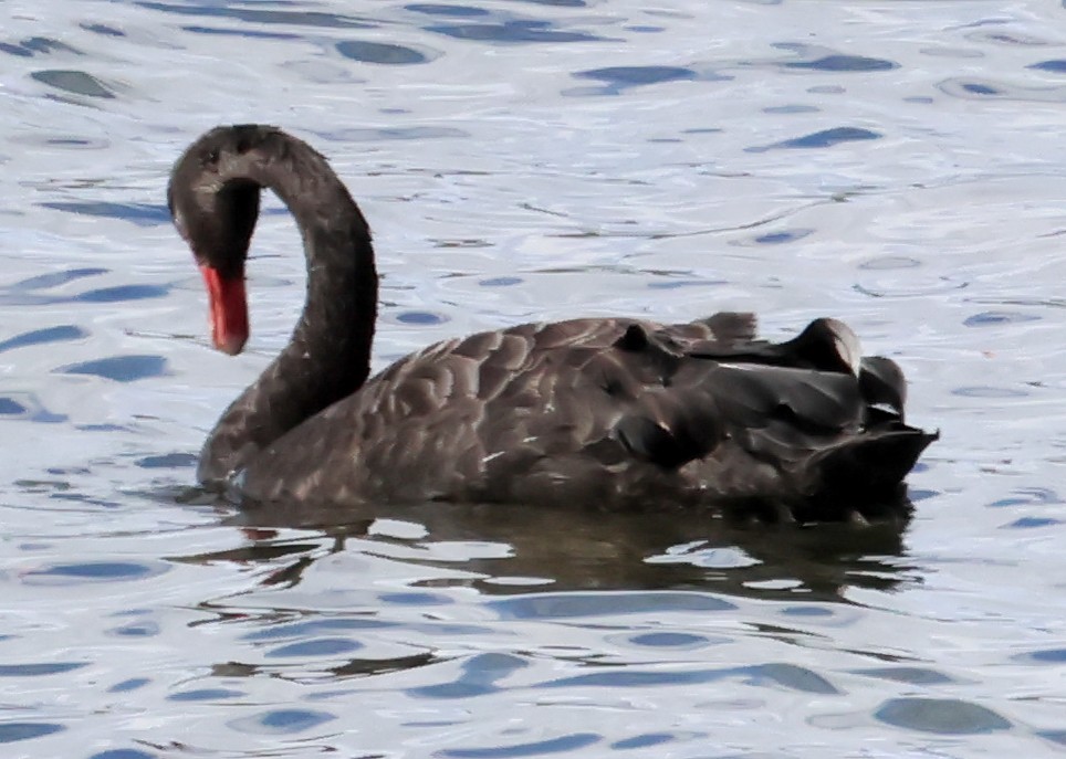 Black Swan - ML612656598