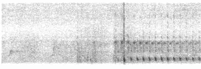 holub chocholatý - ML612656896