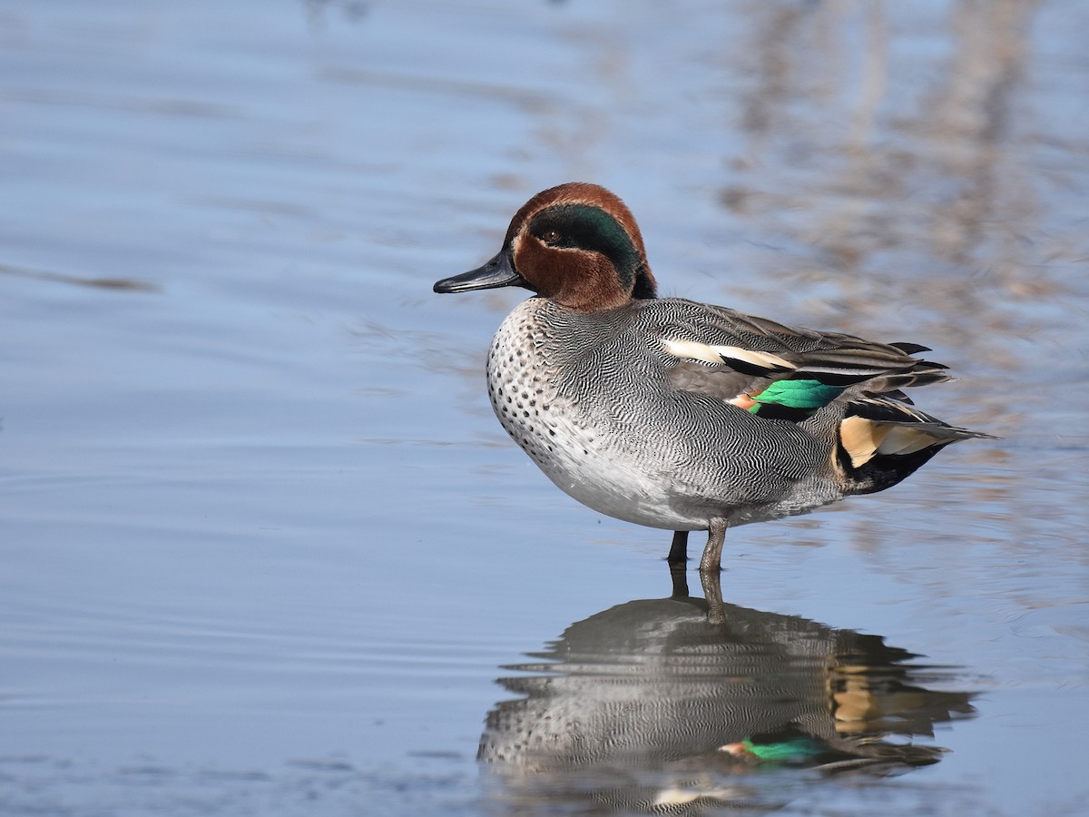 Green-winged Teal - ML612657344