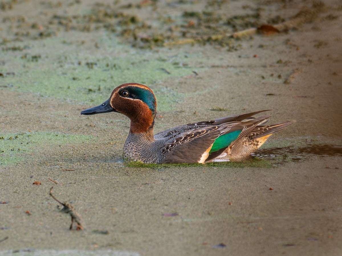 Green-winged Teal - ML612657626