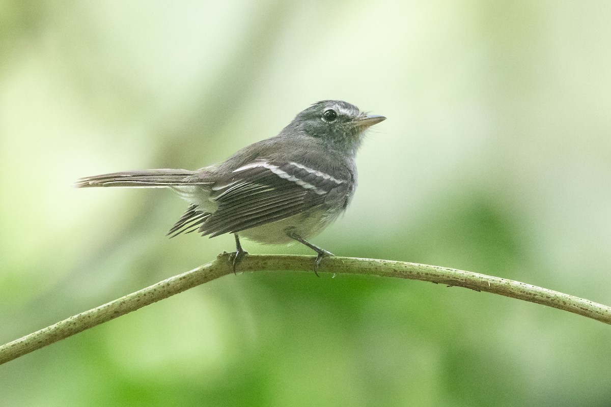 Gray-breasted Flycatcher - ML612657923