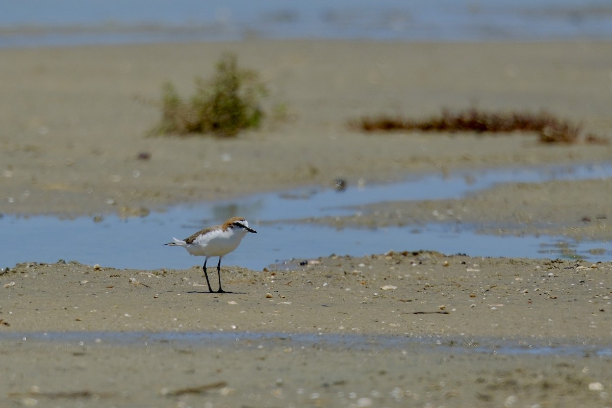 Red-capped Plover - ML612658226