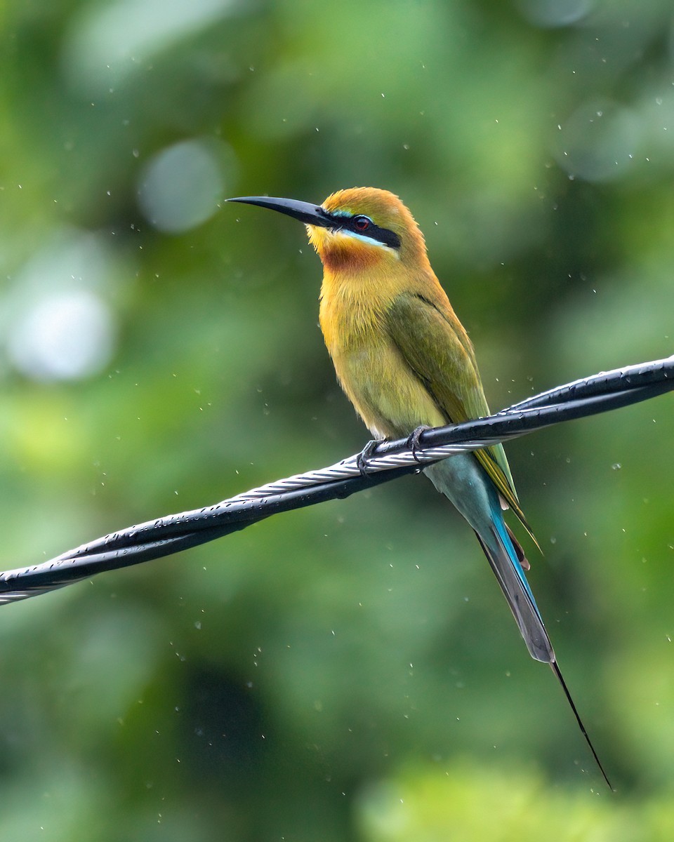 Blue-tailed Bee-eater - ML612658357