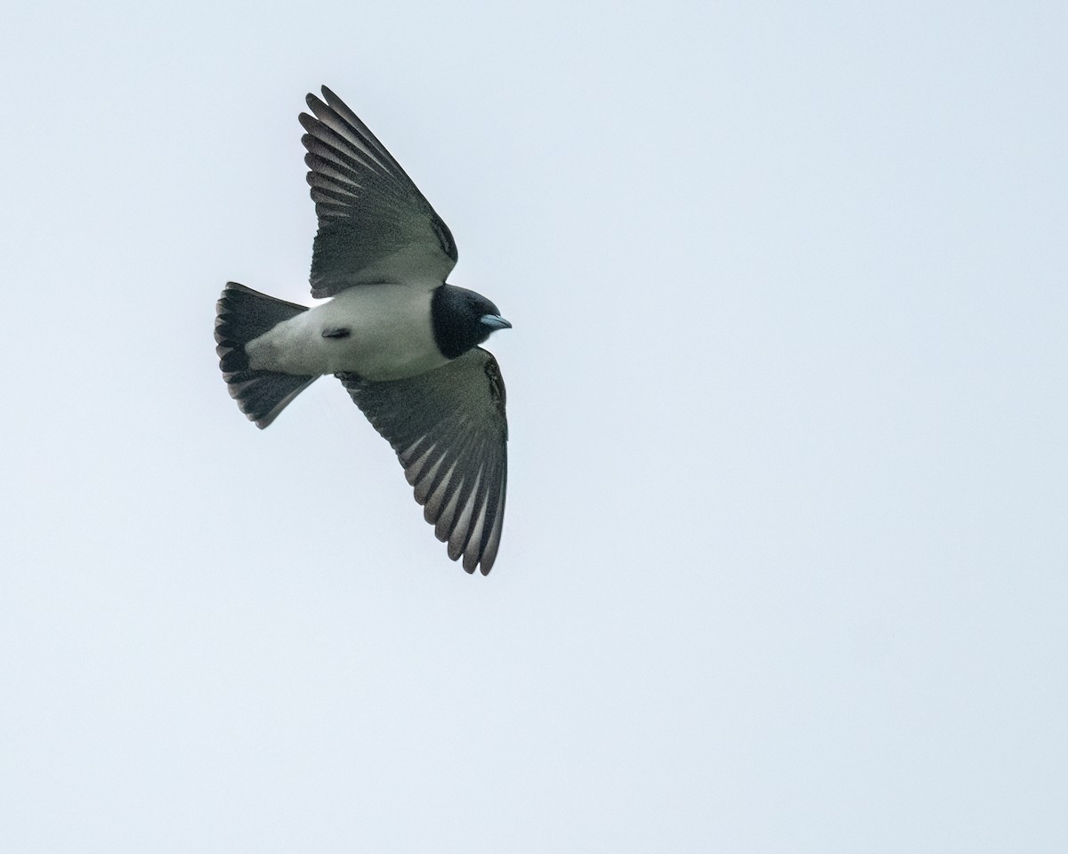 White-breasted Woodswallow - ML612658454