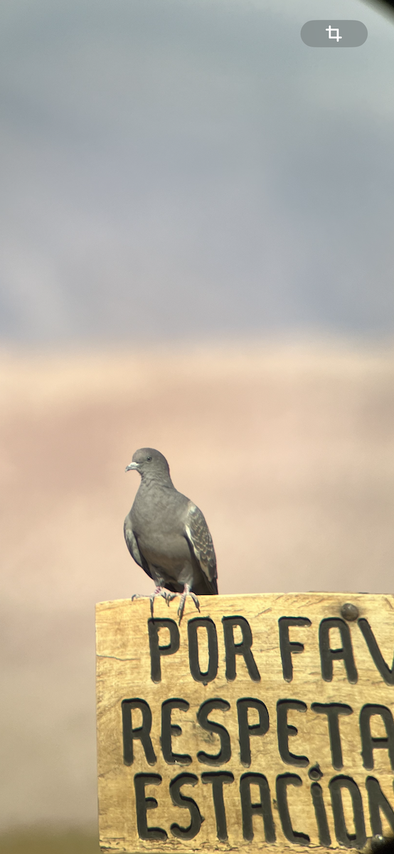 Spot-winged Pigeon - ML612658831