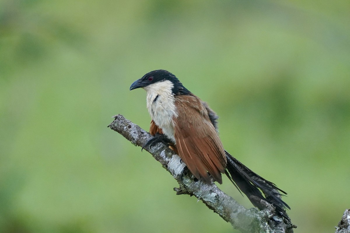 White-browed Coucal (Burchell's) - ML612658995