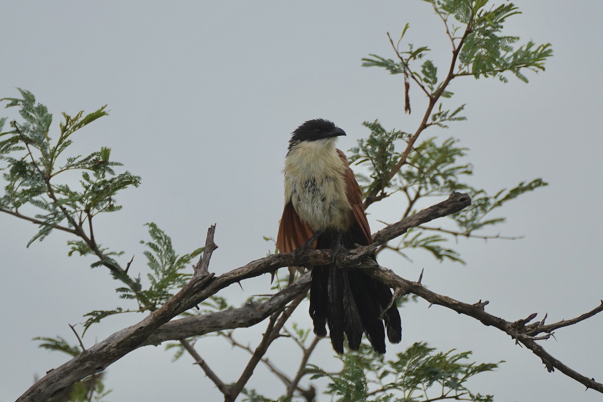 White-browed Coucal (Burchell's) - ML612658996