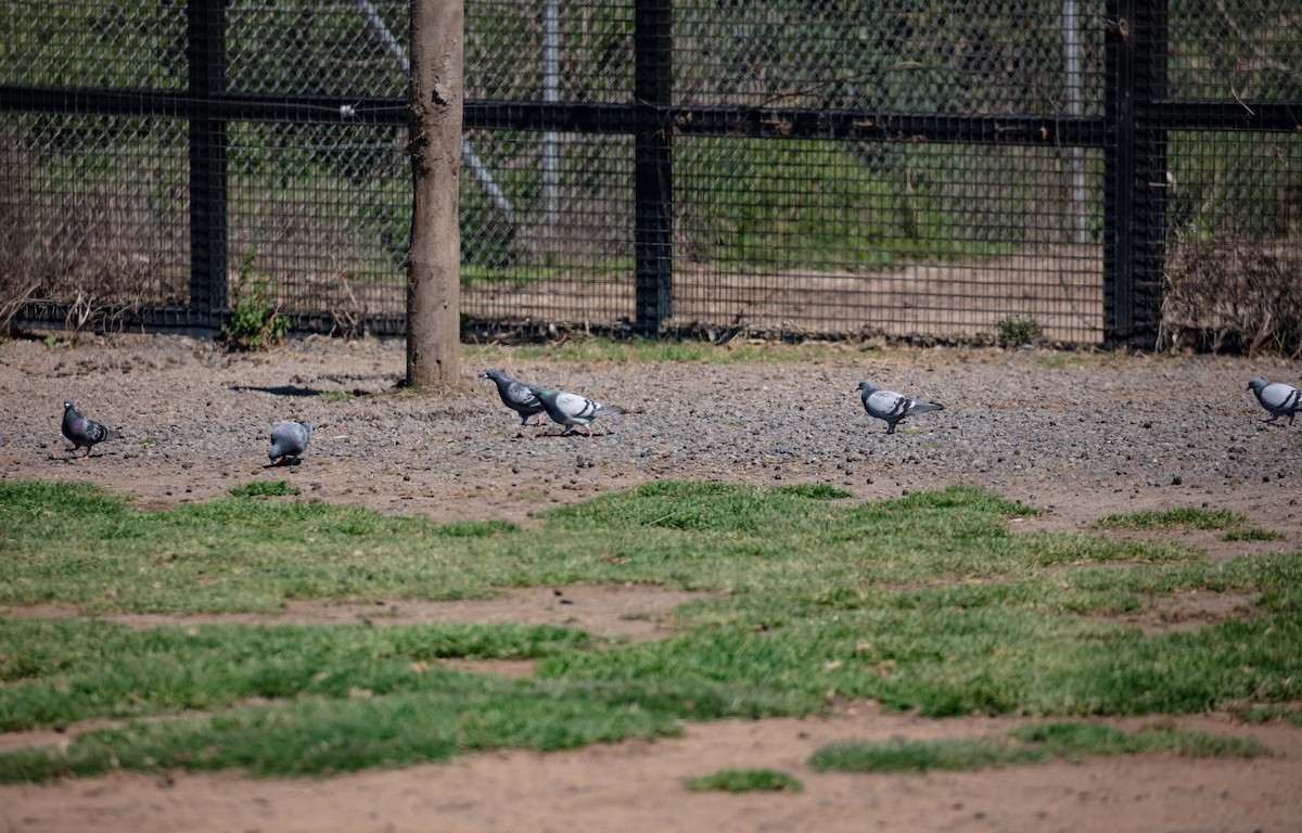 Rock Pigeon (Feral Pigeon) - ML612659011